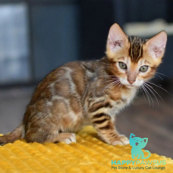 Perseus Bengal male black spotted tabby - live animals