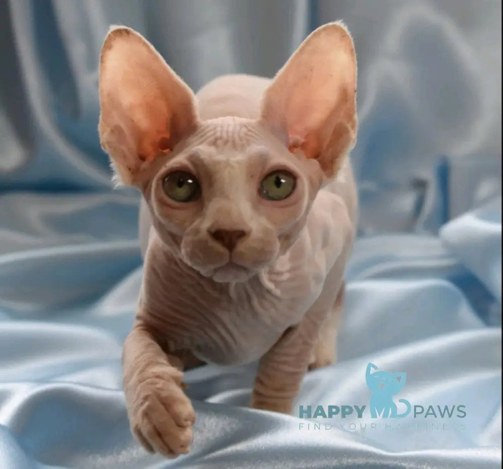 Perseus Canadian Sphynx Male White Live Animals