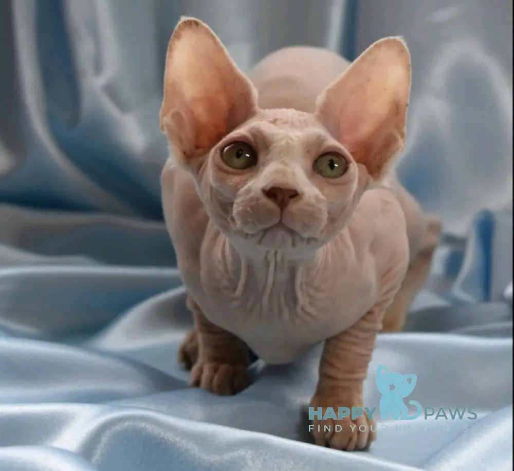 Perseus Canadian Sphynx Male White Live Animals