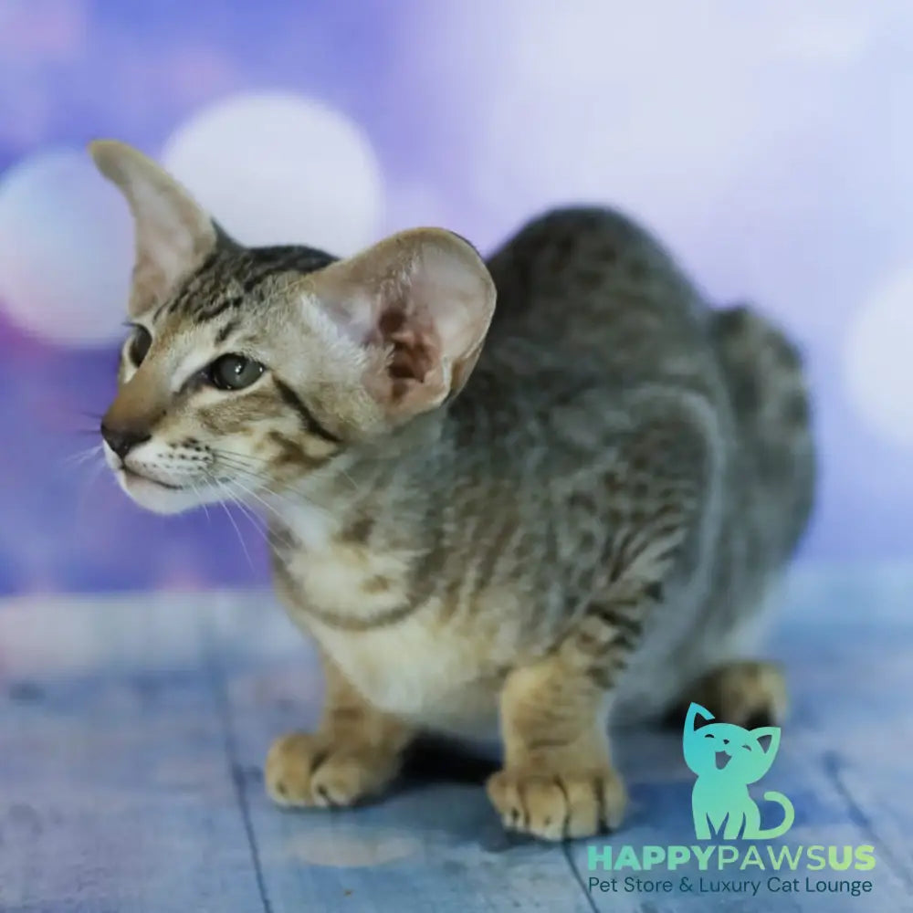 Perseus Oriental Shorthair male black spotted tabby - live animals
