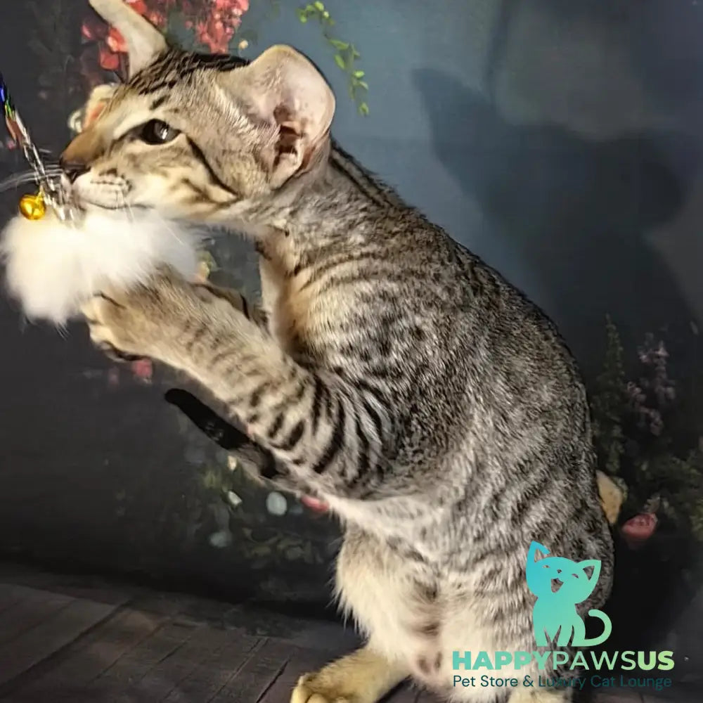 Perseus Oriental Shorthair male black spotted tabby - live animals