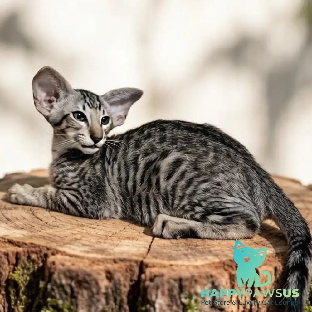 Perseus Oriental Shorthair male black spotted tabby - live animals