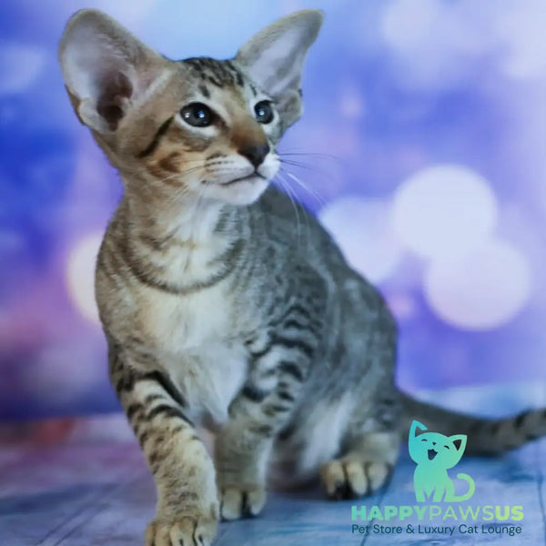 Perseus Oriental Shorthair male black spotted tabby - live animals