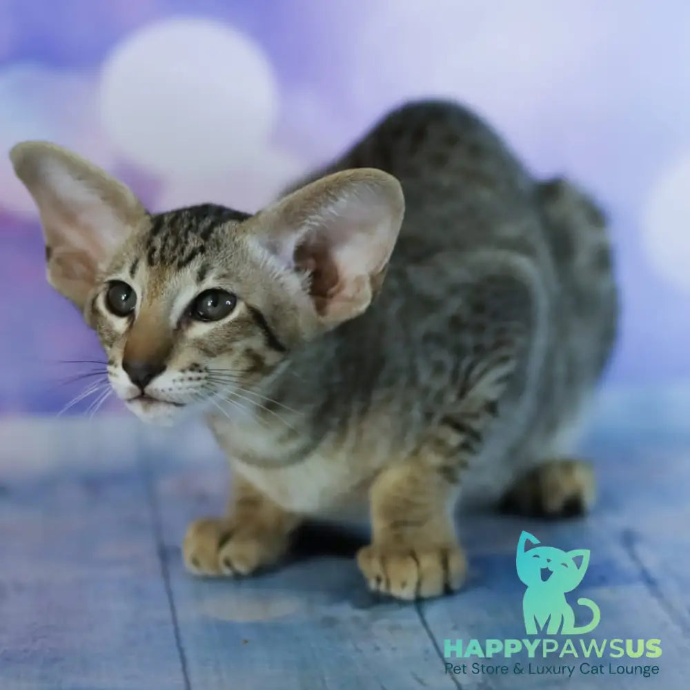 Perseus Oriental Shorthair male black spotted tabby - live animals