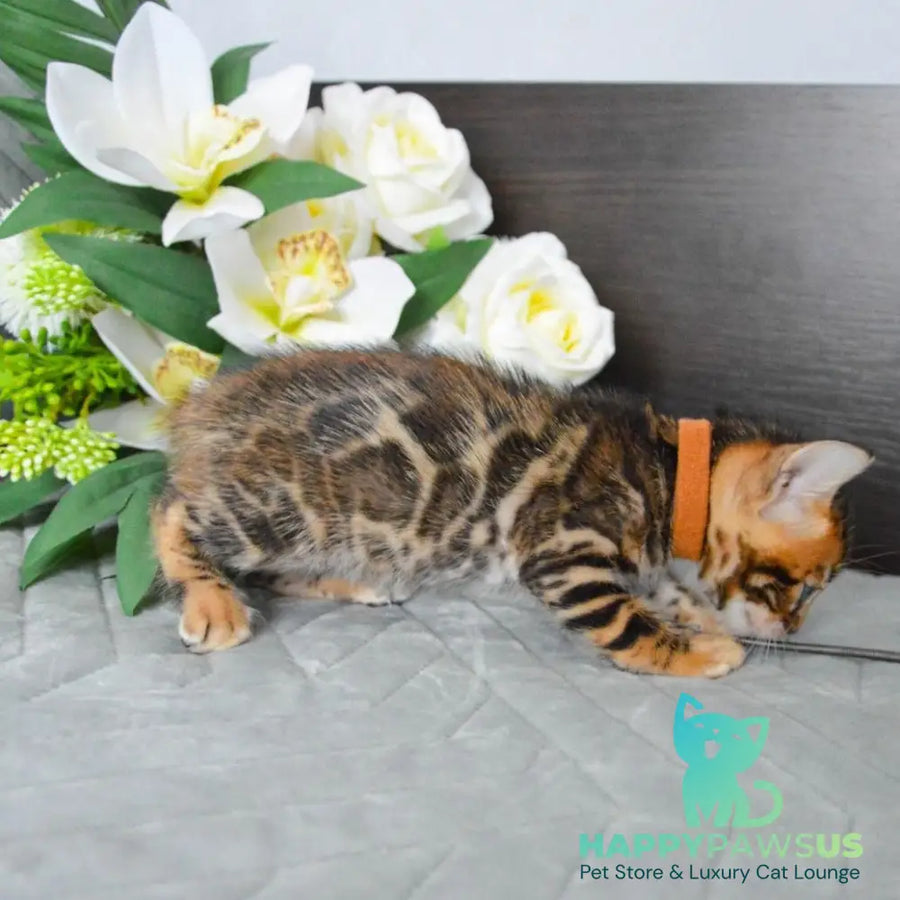 Persey Bengal male black spotted tabby - live animals
