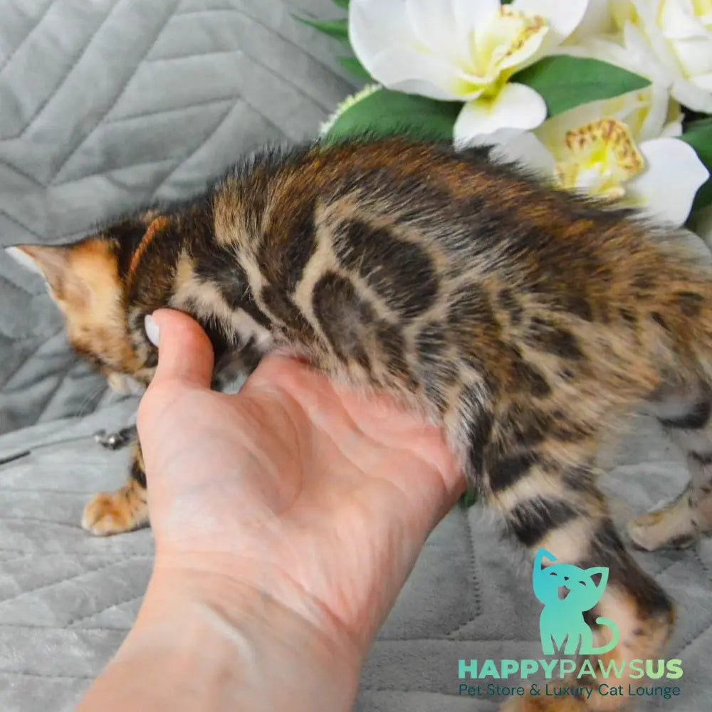Persey Bengal male black spotted tabby - live animals