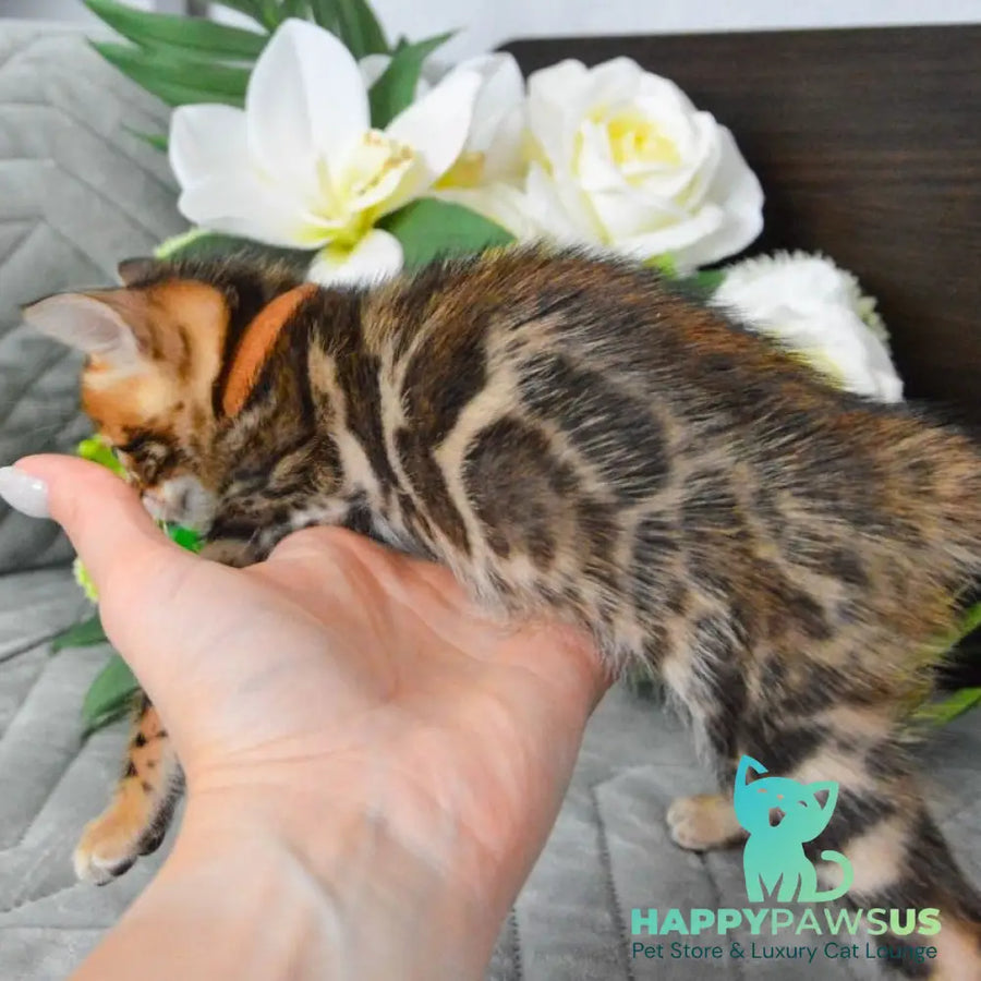 Persey Bengal male black spotted tabby - live animals