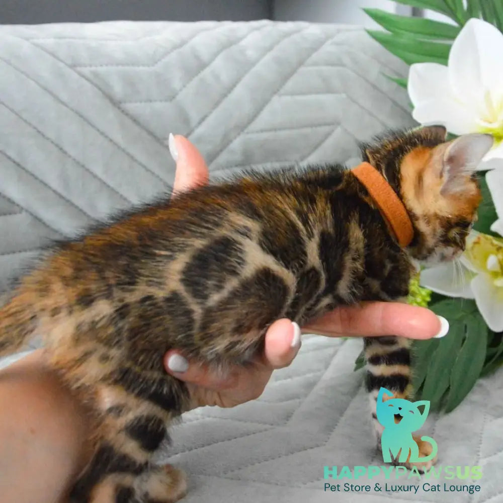 Persey Bengal male black spotted tabby - live animals