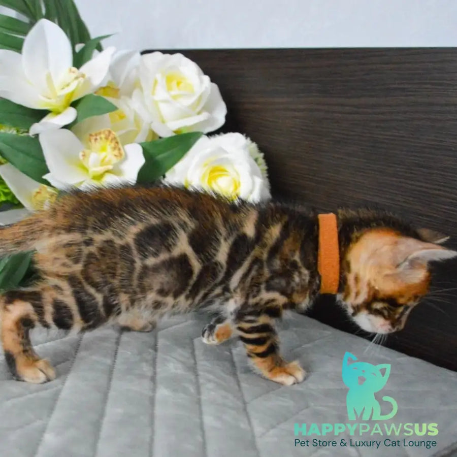 Persey Bengal male black spotted tabby - live animals