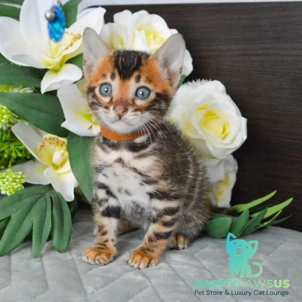 Persey Bengal male black spotted tabby - live animals
