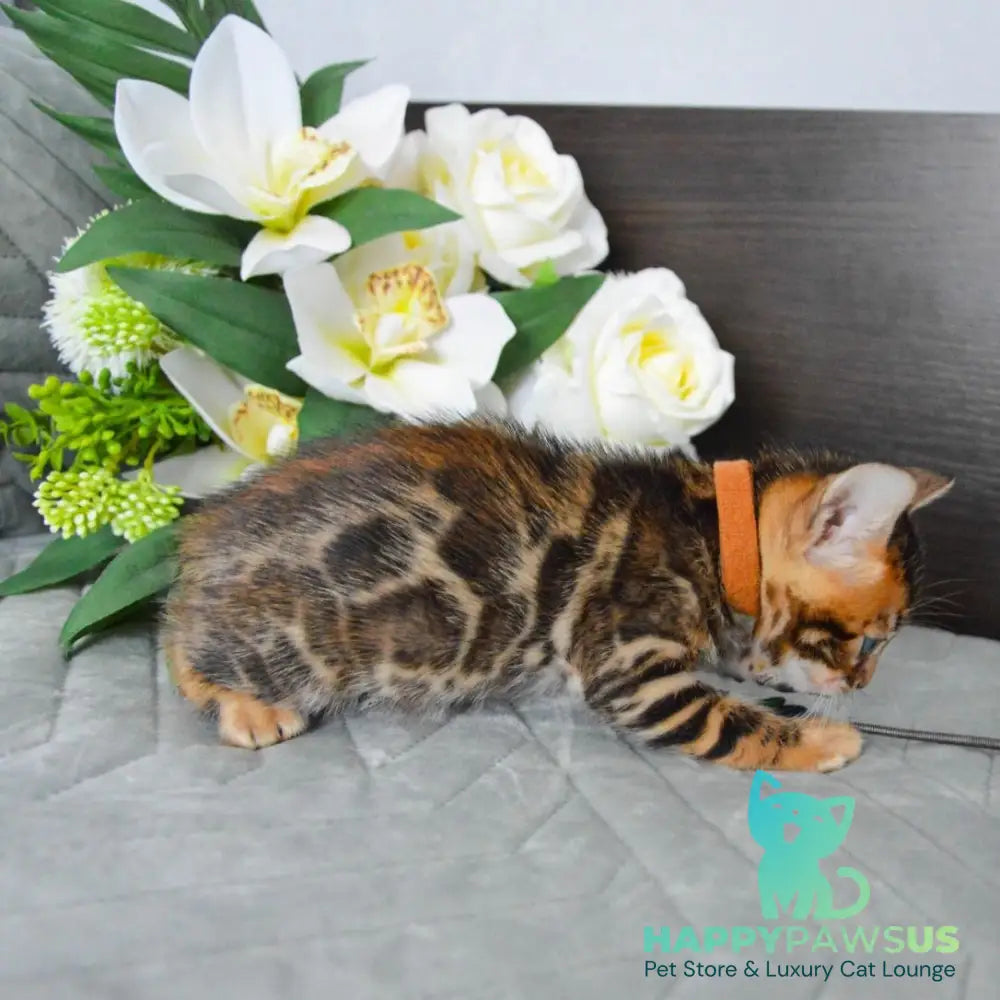 Persey Bengal male black spotted tabby - live animals