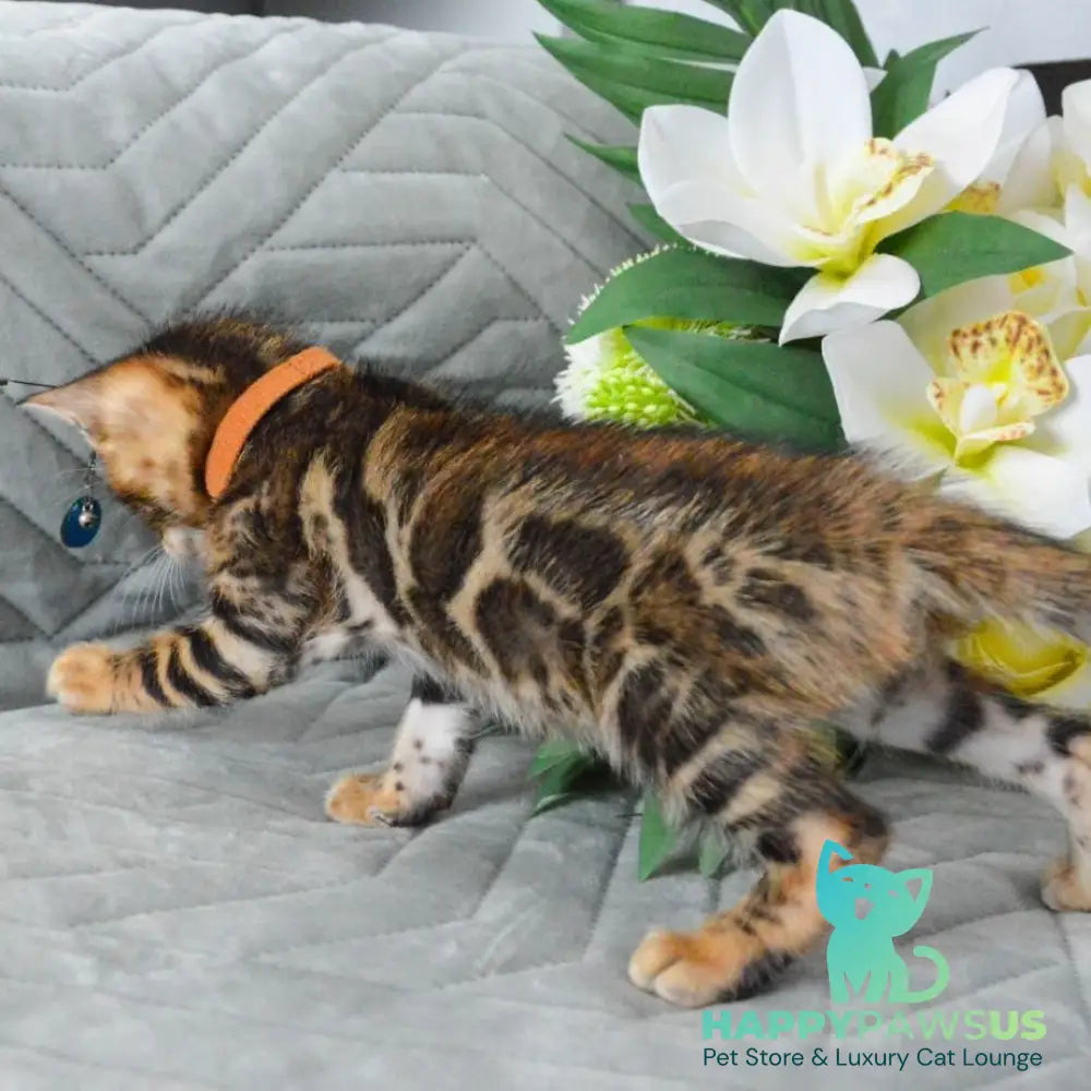Persey Bengal male black spotted tabby - live animals