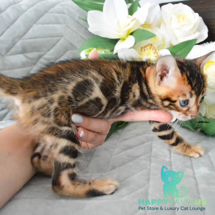 Persey Bengal male black spotted tabby - live animals