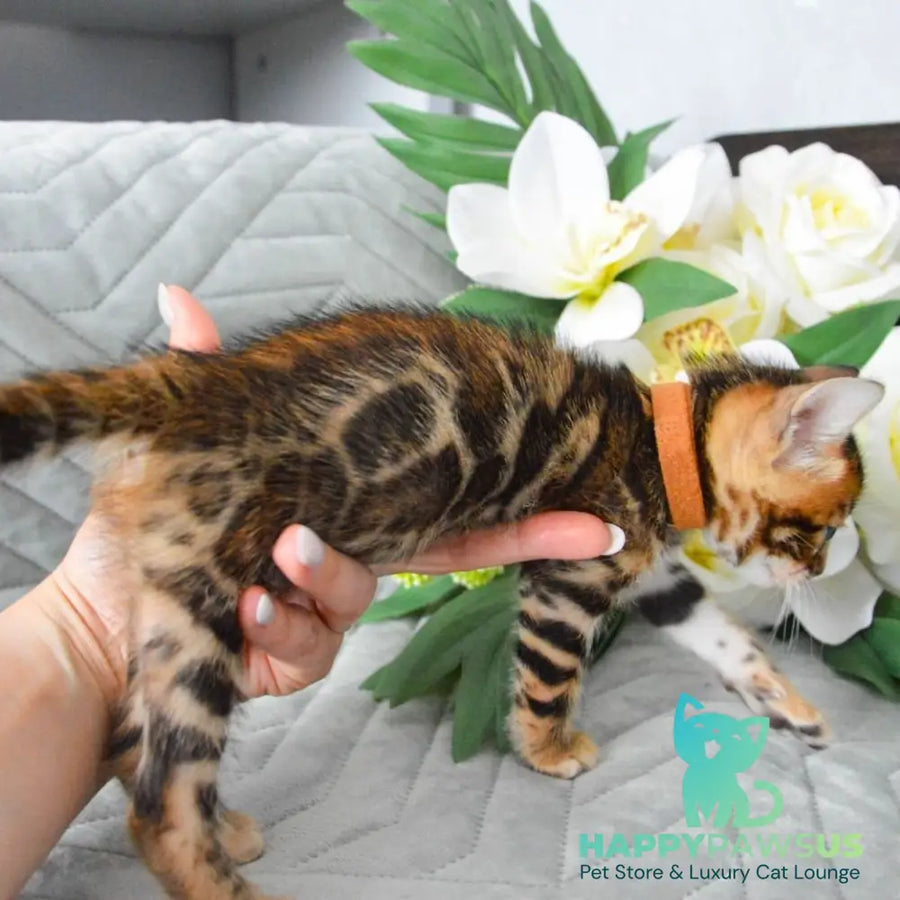 Persey Bengal male black spotted tabby - live animals