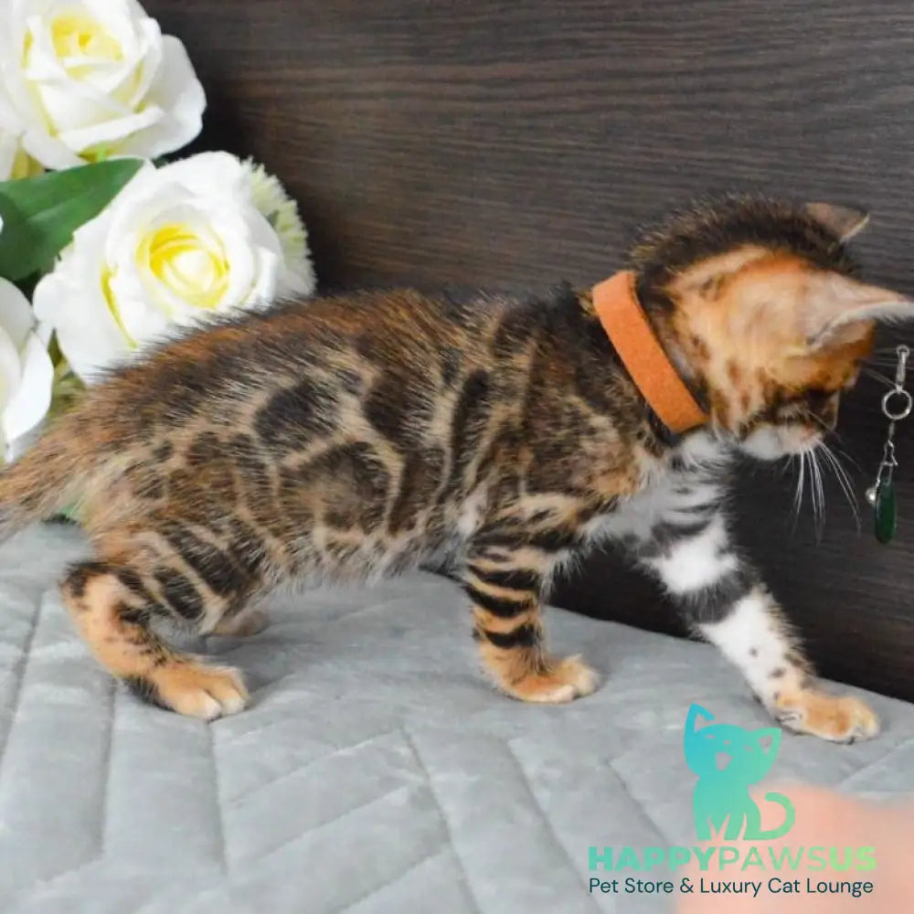 Persey Bengal male black spotted tabby - live animals
