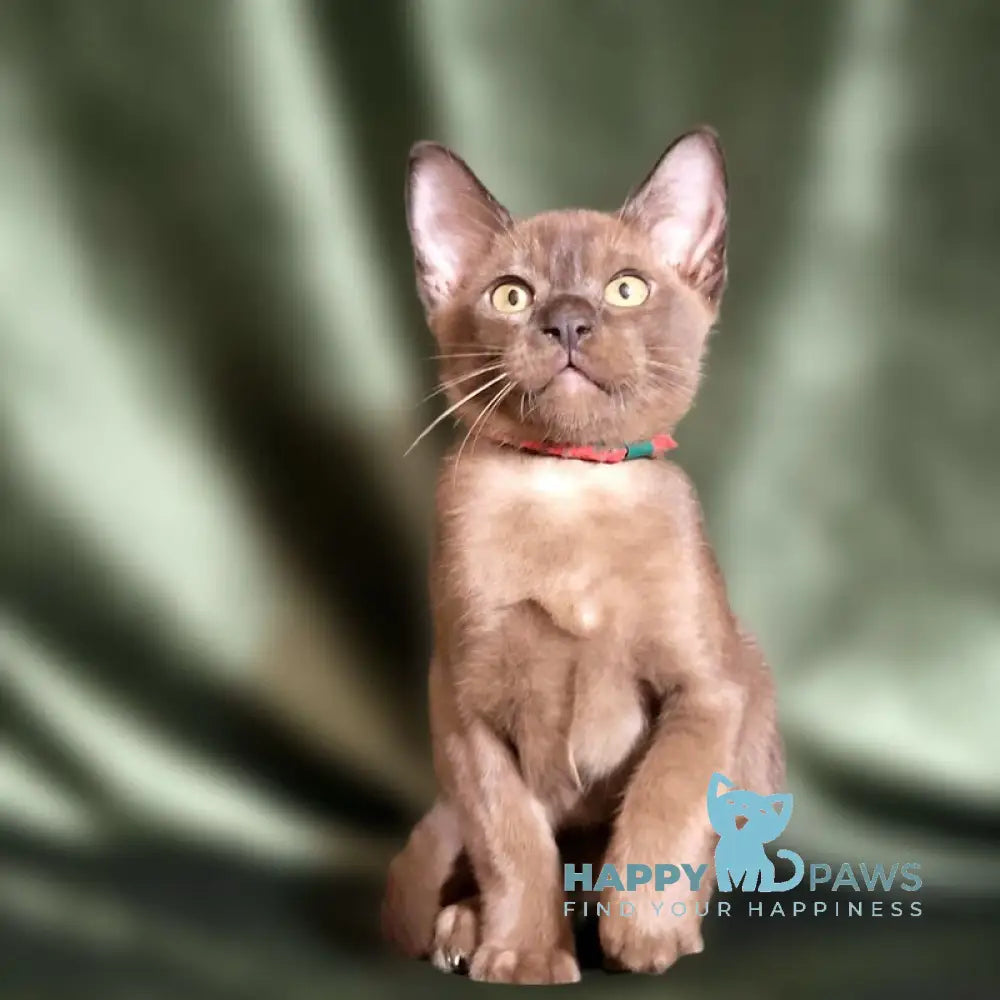 Persey Burmese male black live animals