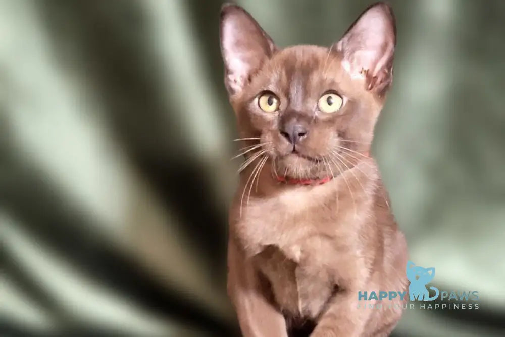 Persey Burmese male black live animals