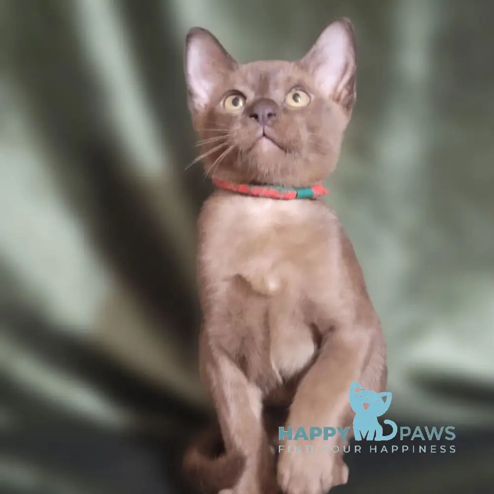 Persey Burmese male black live animals
