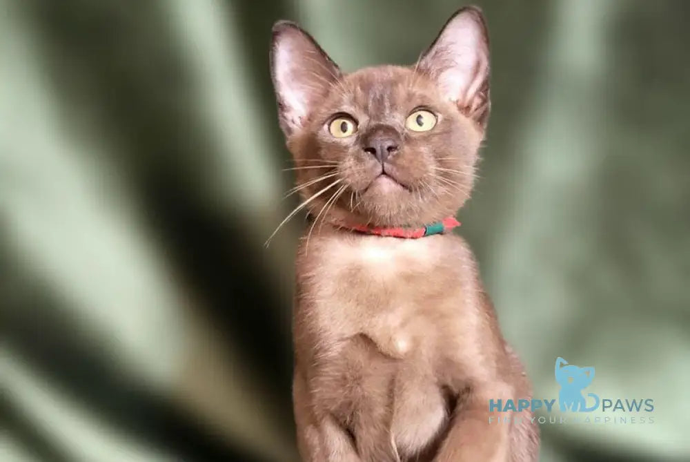 Persey Burmese male black live animals