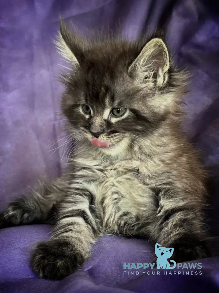 Persey Maine Coon male black silver live animals