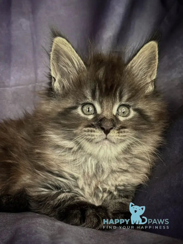 Persey Maine Coon male black silver live animals