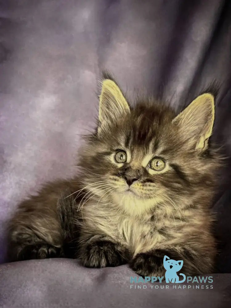 Persey Maine Coon male black silver live animals