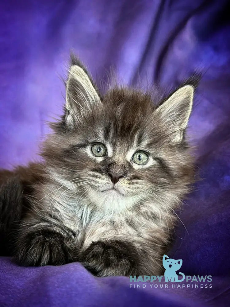 Persey Maine Coon male black silver live animals