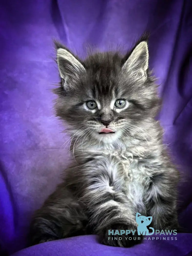 Persey Maine Coon male black silver live animals
