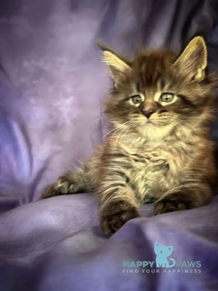 Persey Maine Coon male black silver live animals