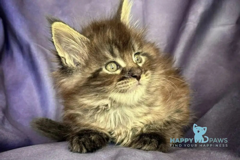 Persey Maine Coon male black silver live animals