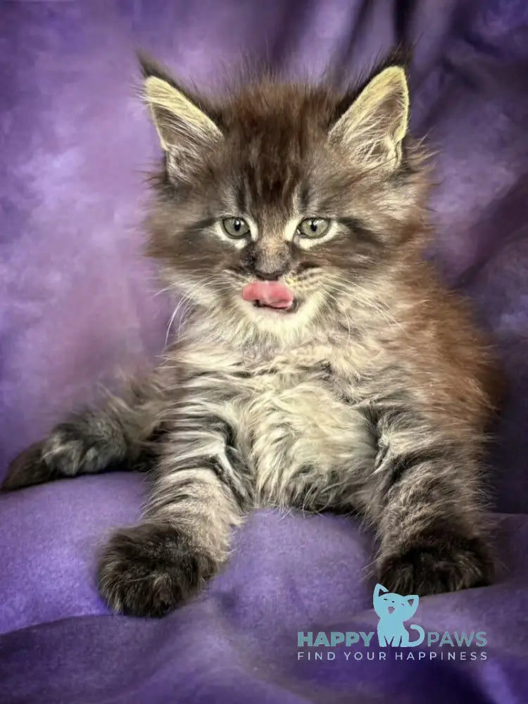 Persey Maine Coon male black silver live animals