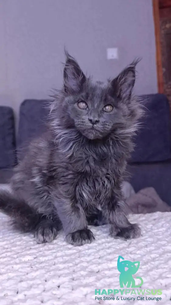 Persey Maine Coon male blue - live animals