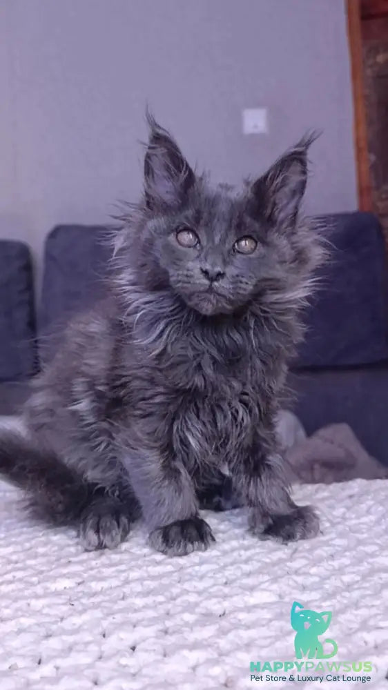 Persey Maine Coon male blue - live animals