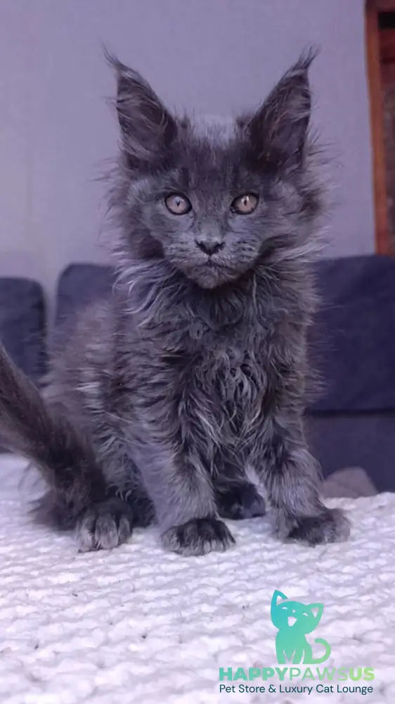 Persey Maine Coon male blue - live animals