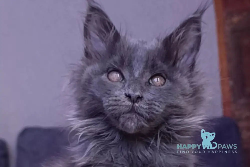 Persey Maine Coon male blue - live animals