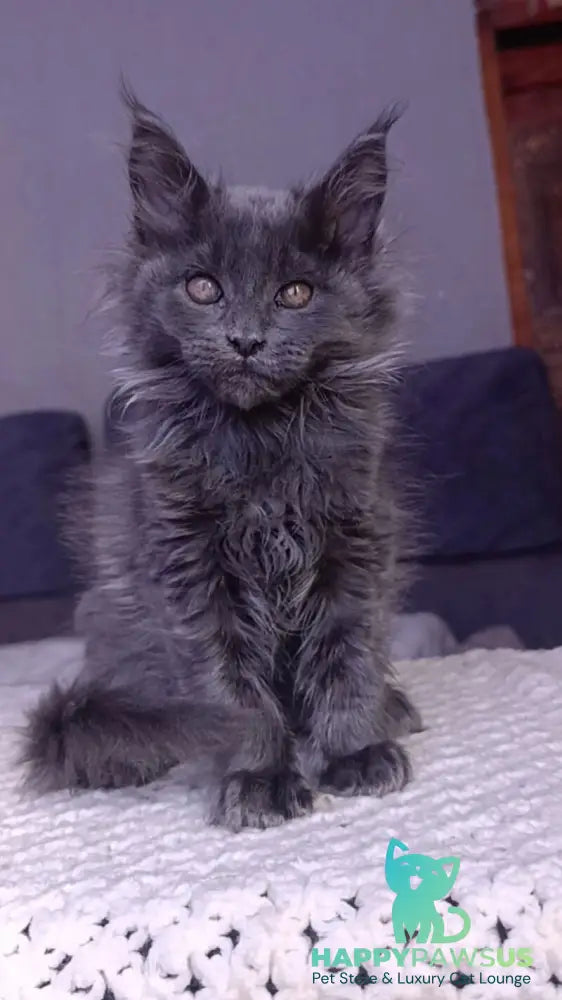 Persey Maine Coon male blue - live animals