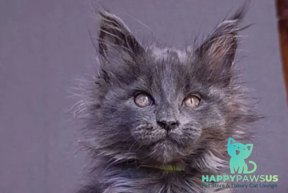Persey Maine Coon male blue - live animals