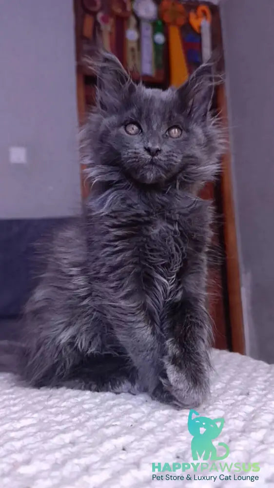 Persey Maine Coon male blue - live animals