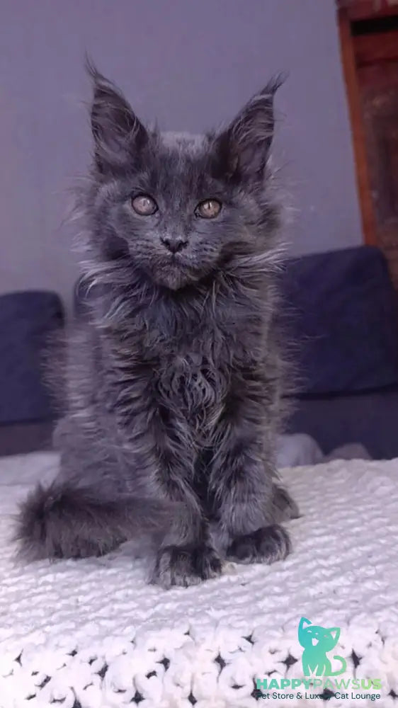 Persey Maine Coon male blue - live animals