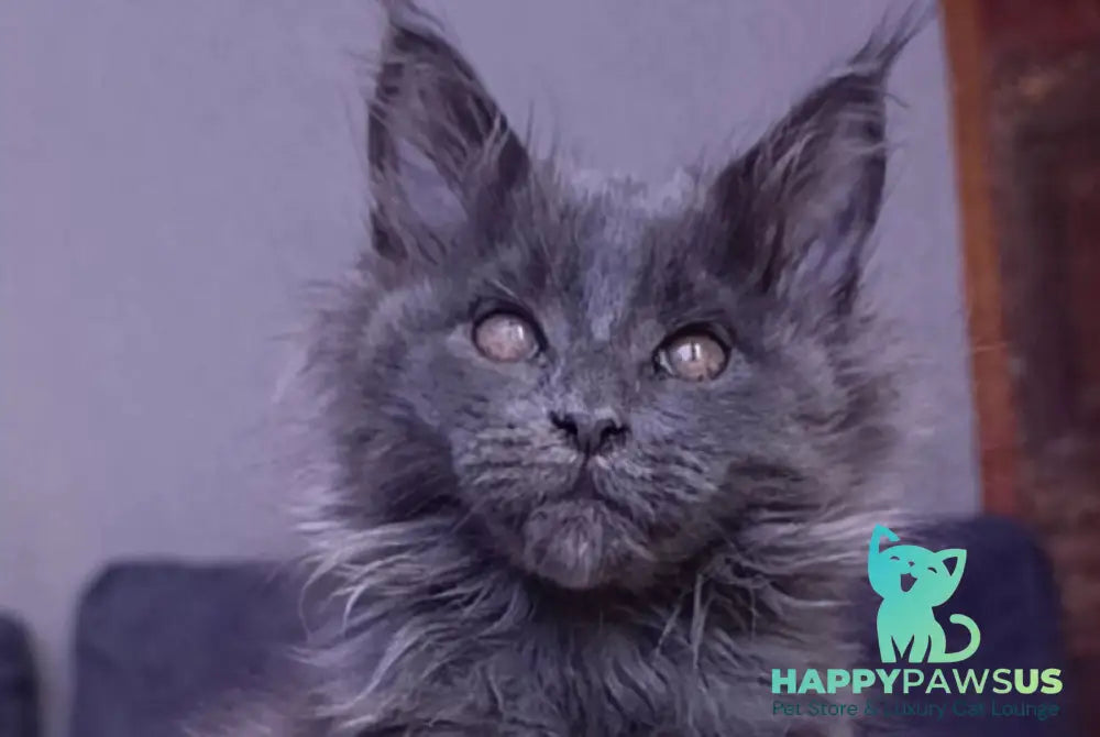Persey Maine Coon male blue - live animals