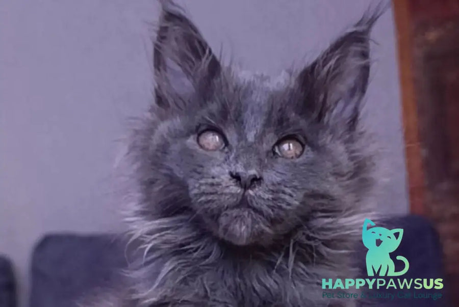Persey Maine Coon male blue - live animals