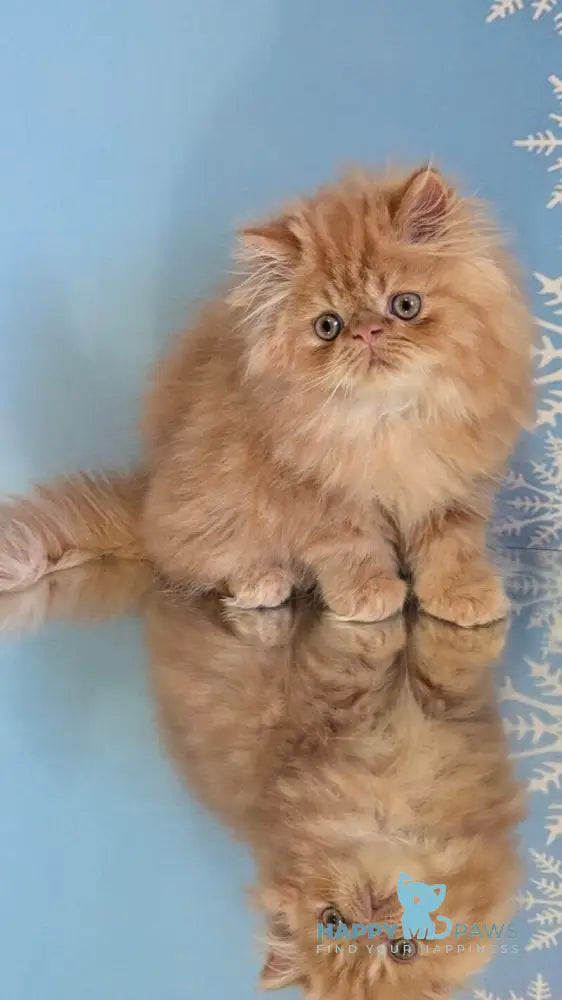Persey Persian male red tabby live animals