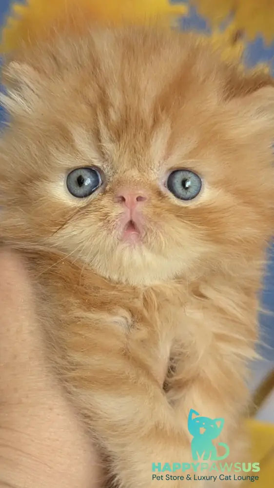Persey Persian male red tabby live animals