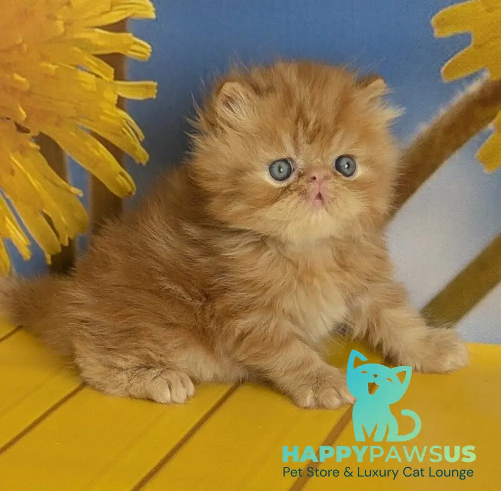 Persey Persian male red tabby live animals