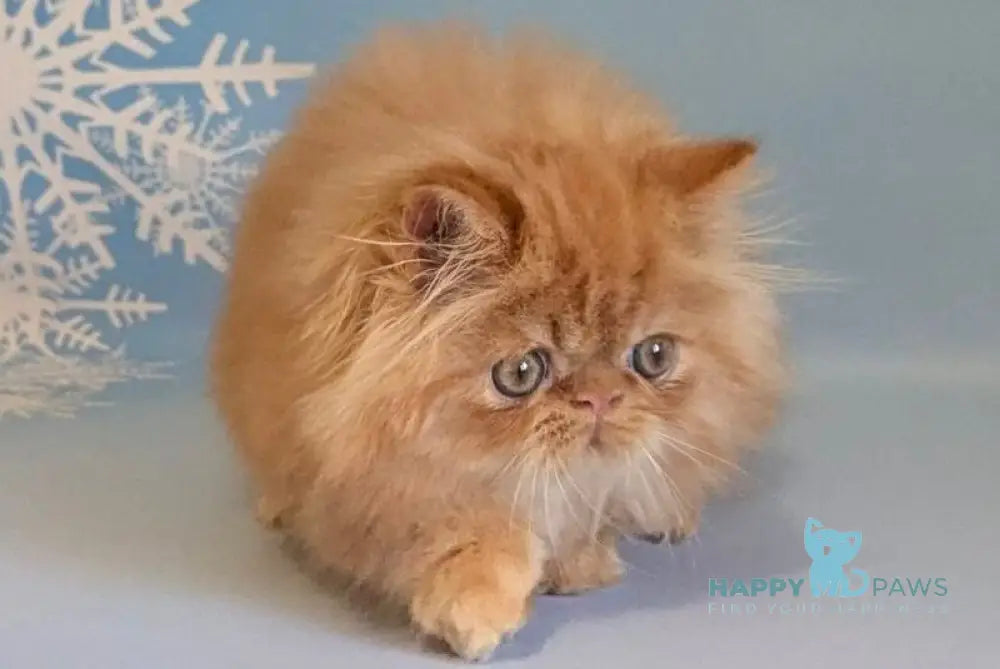 Persey Persian male red tabby live animals