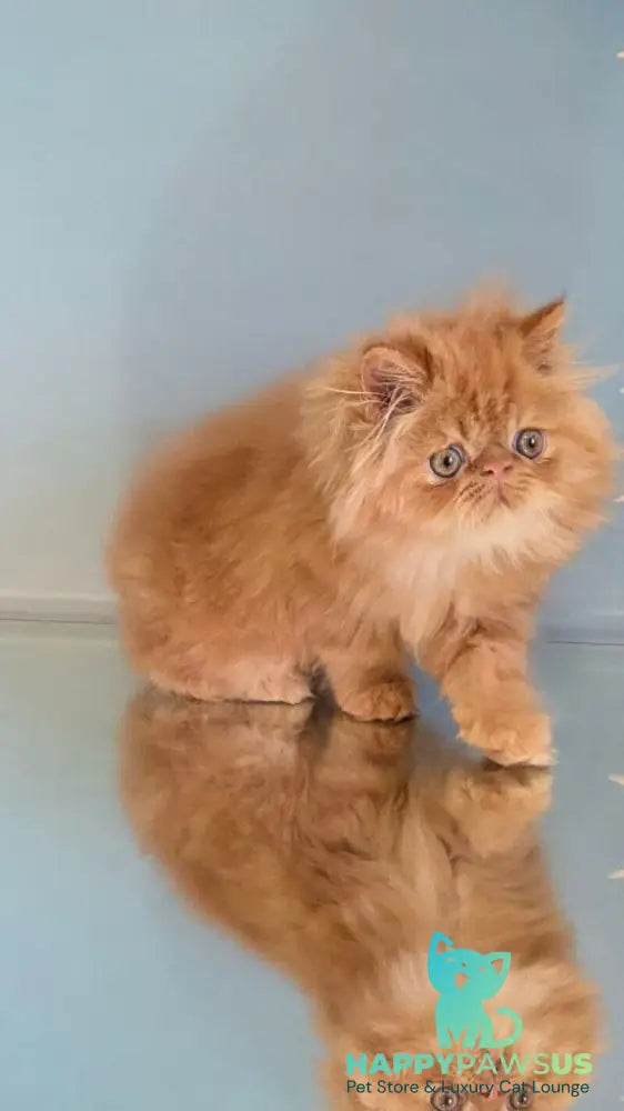 Persey Persian male red tabby live animals