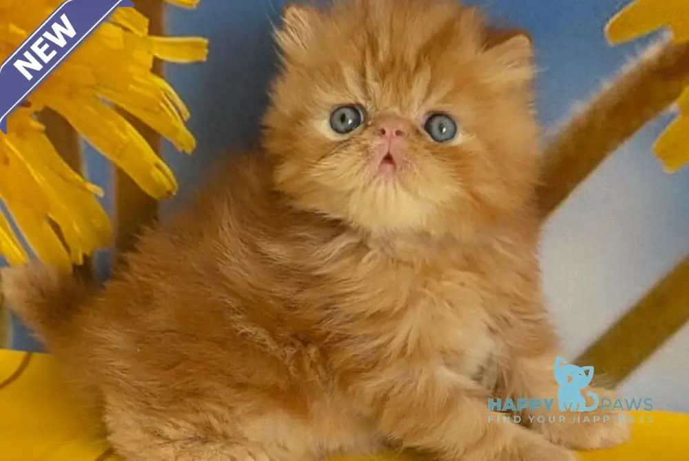 Persey Persian male red tabby live animals