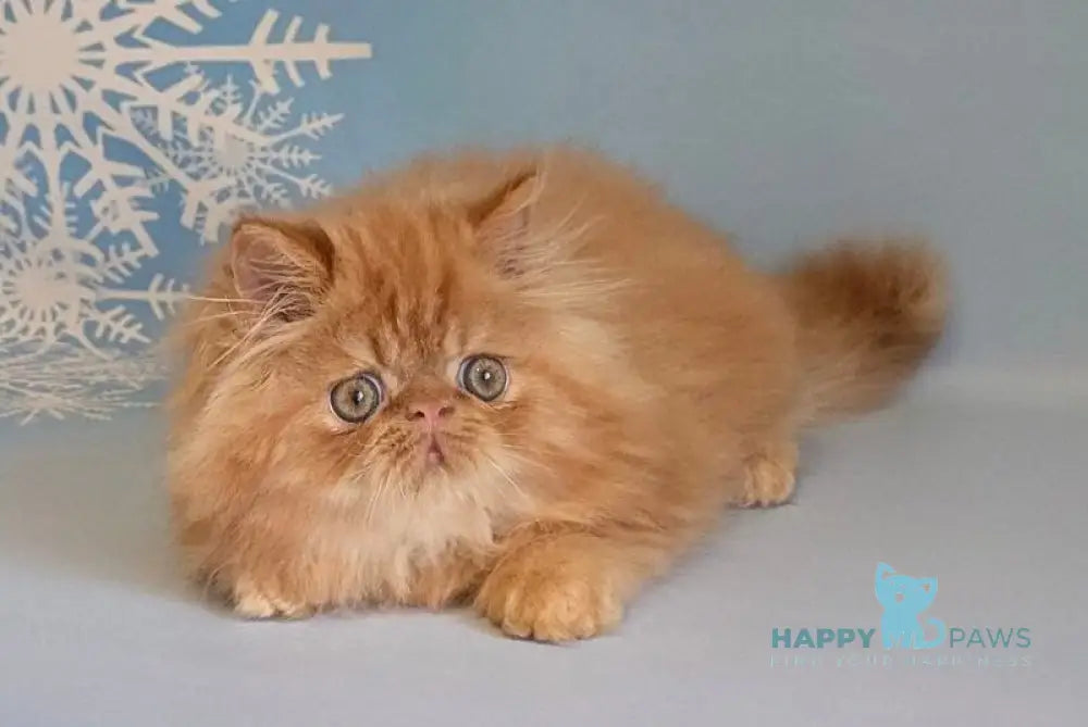 Persey Persian male red tabby live animals