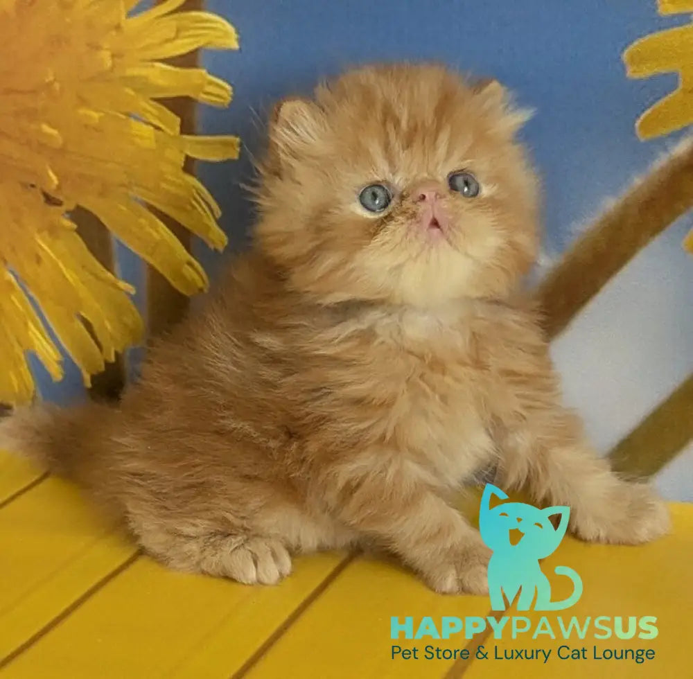 Persey Persian male red tabby live animals