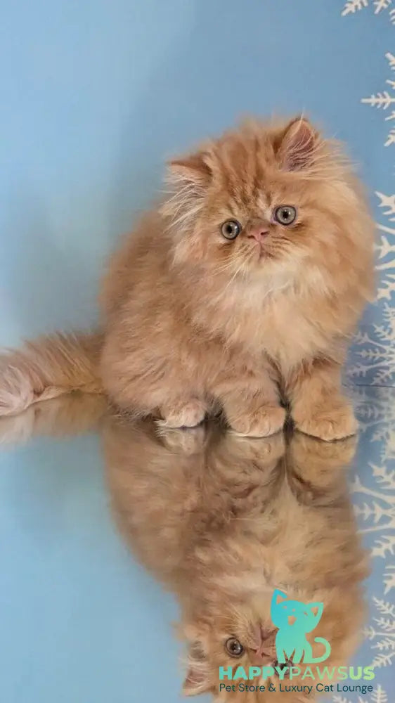 Persey Persian male red tabby live animals